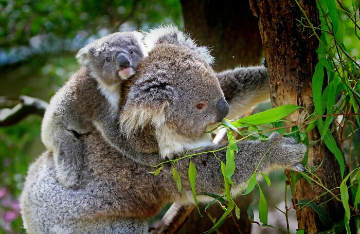 Koala mother carrying baby on back, both feeding on eucalyptus leaves, illustrating general knowledge of animal size comparisons.