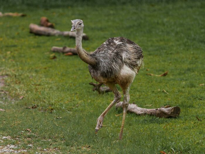 Emu walking on grass with scattered logs, illustrating wild animal chaos in a natural outdoor setting.