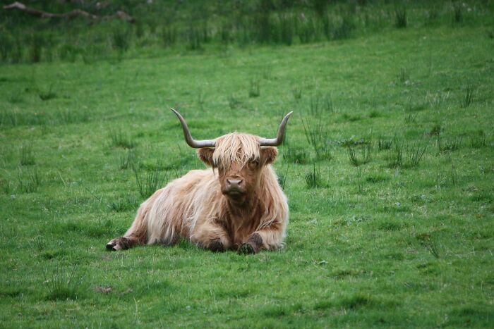 Highland cow lying in grassy field, illustrating wild animal chaos in natural outdoor environment.