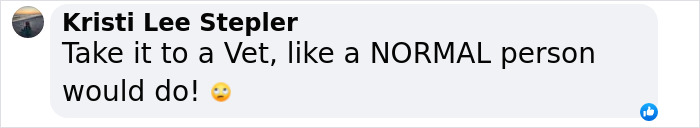 Comment advises taking sick dog to vet after Rachel Zegler's plea for help.