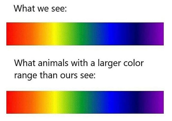 Comparison of visible color spectrum for humans vs. animals; a funny physics meme showcasing color perception differences.