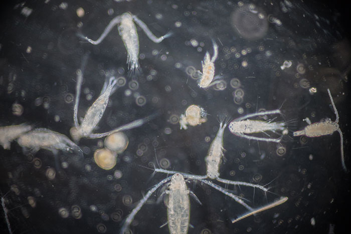 Signs of alien life resembling microscopic organisms on a dark background, hinting at extraterrestrial presence. Signs of alien life resembling microscopic organisms on a dark background, hinting at extraterrestrial presence.