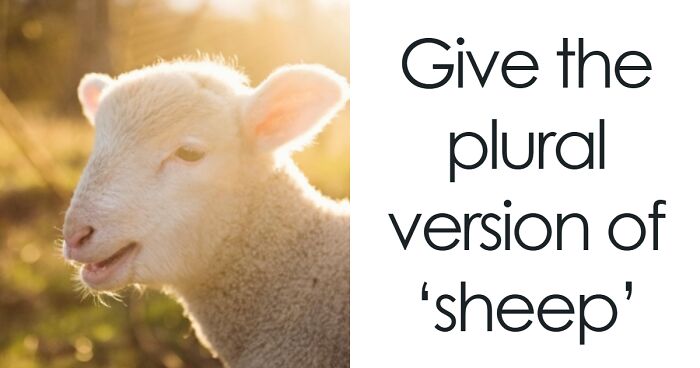 This 25-Word Quiz Will Expose Whether You Actually Understand English Plurals