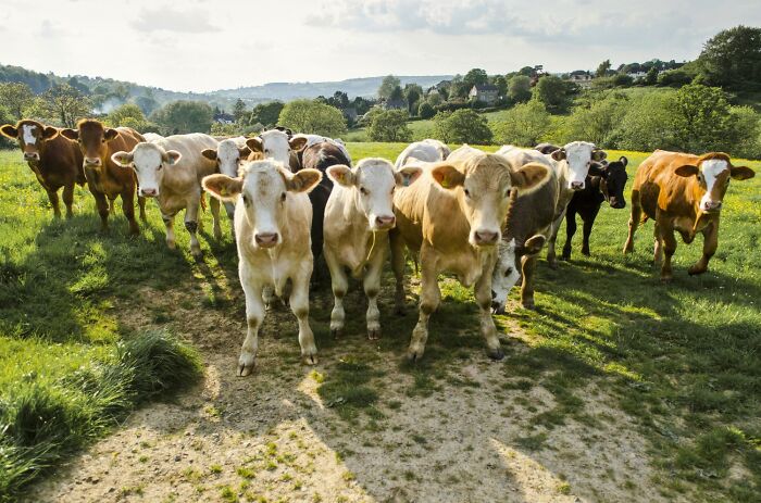 A herd of curious cows walks in a sunny green pasture, showcasing nature's peaceful scene.