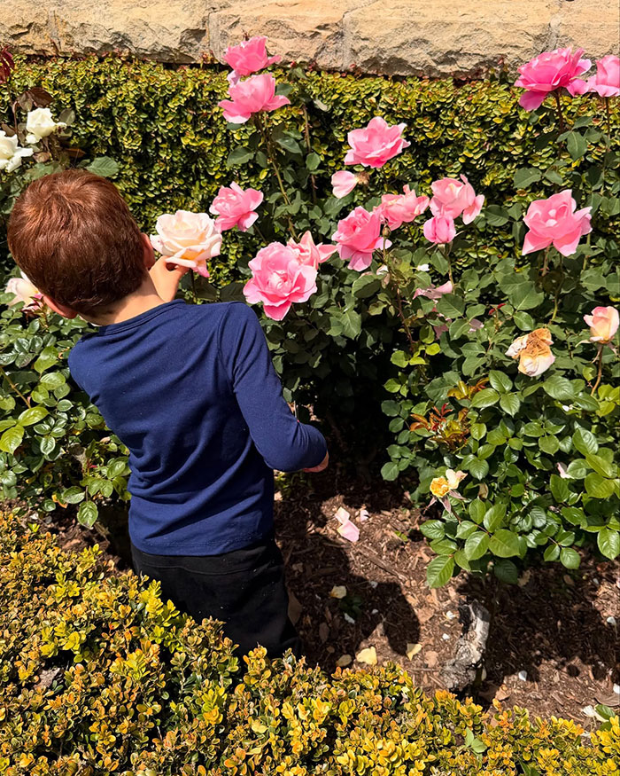 Young child with red hair in a blue shirt picking pink roses, related to rare photos of Princess Lilibet and Prince Archie.