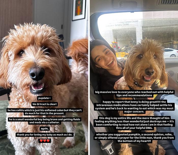 Rachel Zegler with her sick dog seeking help; the dog is recovering, receiving meds via catheter.