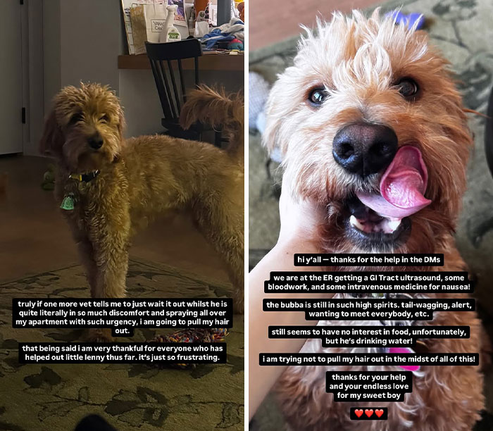 Rachel Zegler's sick dog in distress at home and hospital, seeking fan support.