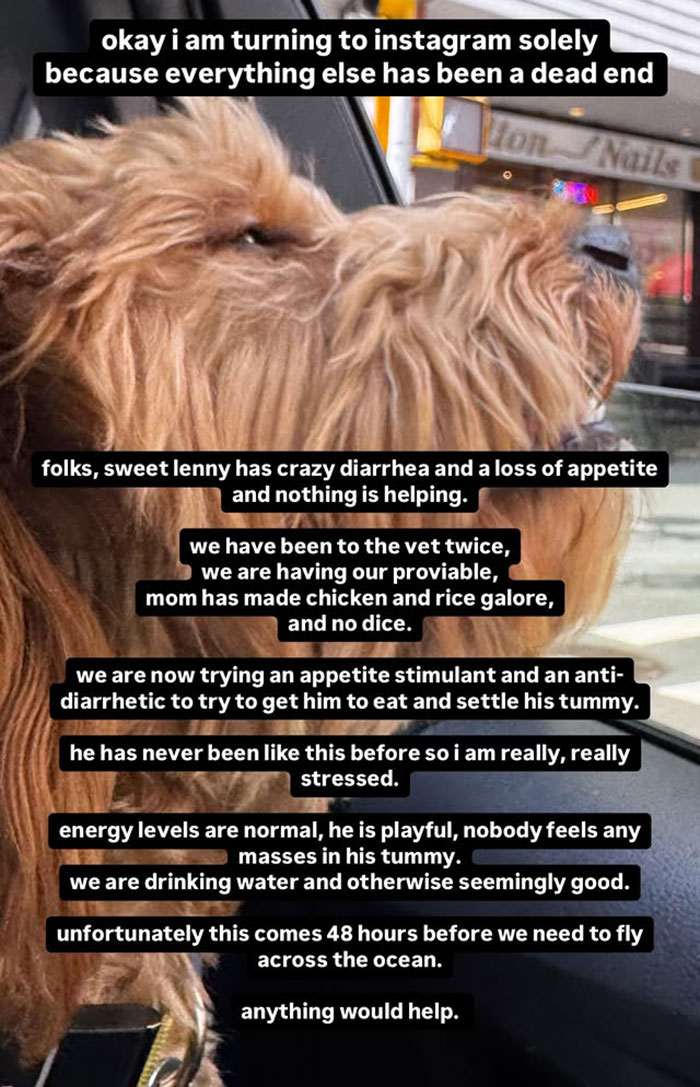 Dog with health issues looking out car window; urgent help sought.