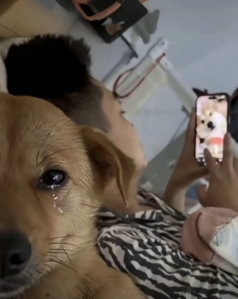 A crying dog looks at the camera while a person takes a funny photo of it on their phone.