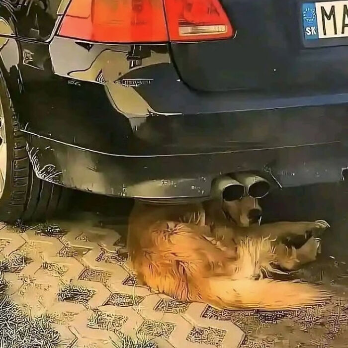 Dog lounging under car exhaust, appearing to wear sunglasses, creating a funny random image.