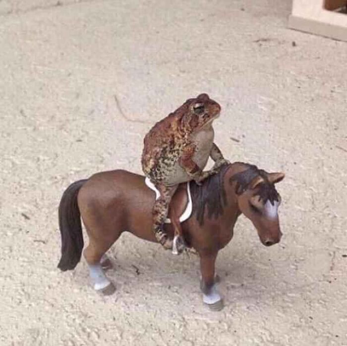 A toad humorously sits on a toy horse, showcasing random funny images.