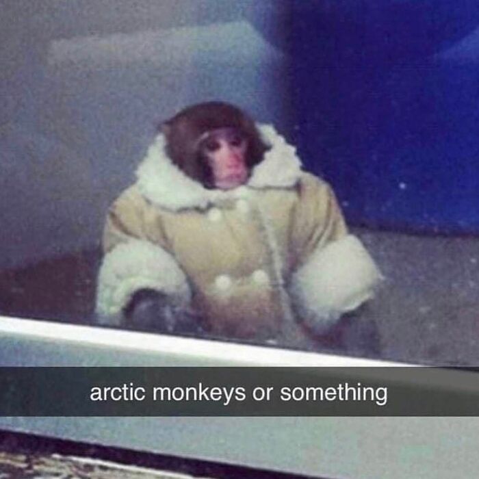 Monkey in a coat peering through glass, humorously captioned "arctic monkeys or something," from a funny Instagram image.