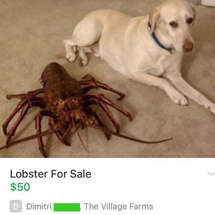 Dog lying beside a large lobster listed for sale, illustrating random funny Instagram content.