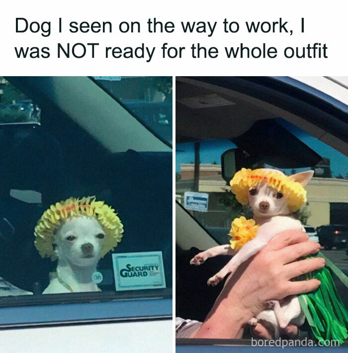 Chihuahua in a yellow flower outfit sitting in a car, looking out the window humorously.