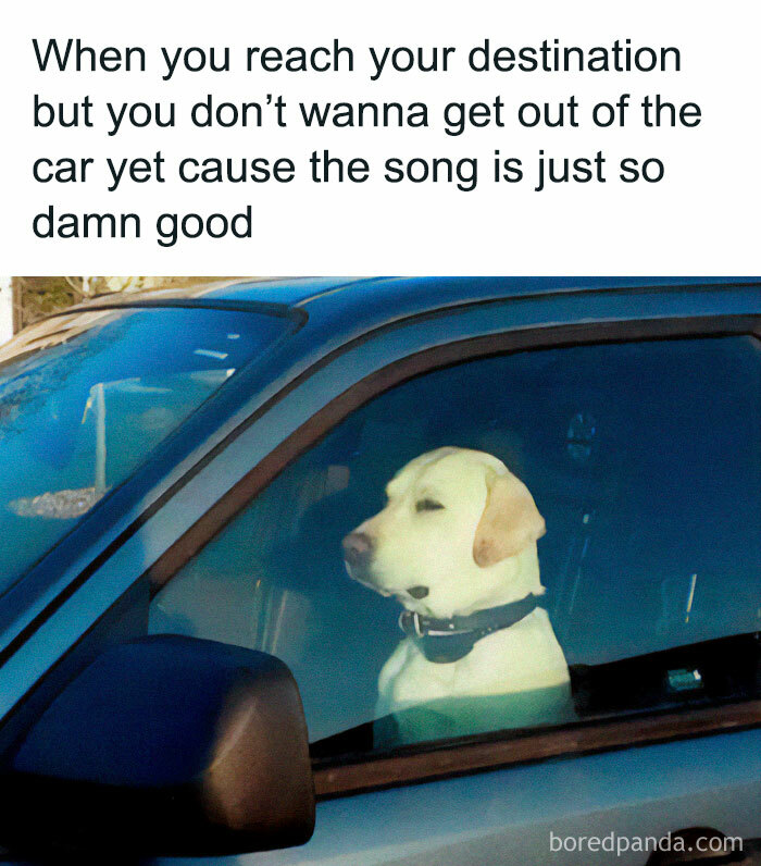 Dog in a car, looking content, with text about enjoying a song; a relatable meme moment.