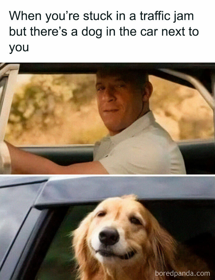 Man smiles in car next to a happy dog, capturing a relatable meme moment in traffic.