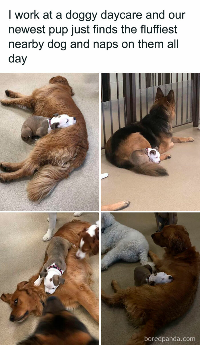 Puppy napping on fluffy dogs at daycare, providing cute and relatable meme moments.