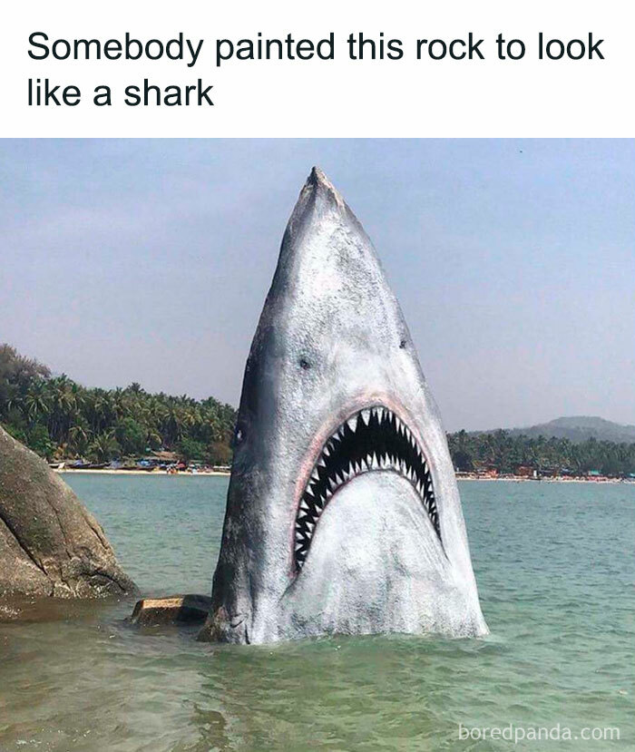 A rock painted as a shark finning through the sea, blending art and humor, showcasing random and relatable memes.