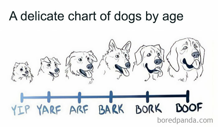 Chart depicting dogs of different ages with humorous captions, ranging from "Yip" to "Boof," representing random relatable memes.