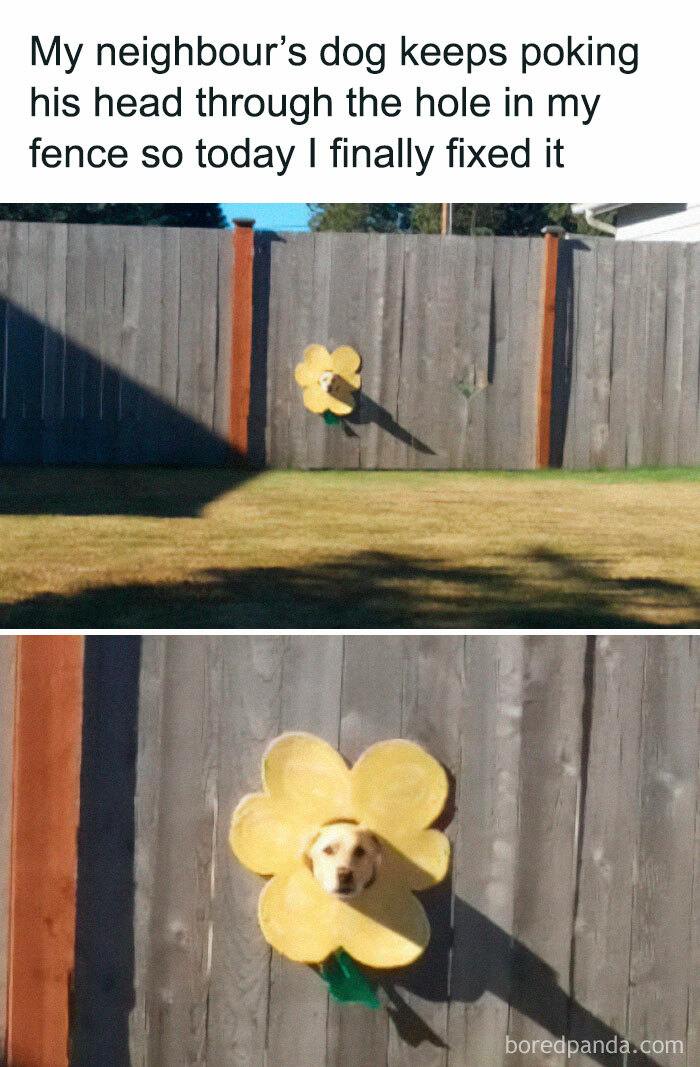Dog peeks through fence with flower cutout, creating a relatable meme moment.