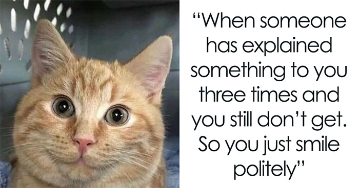 Feline Lovers Assemble, These 46 Amusing Cat Memes Might Be Just What You Need