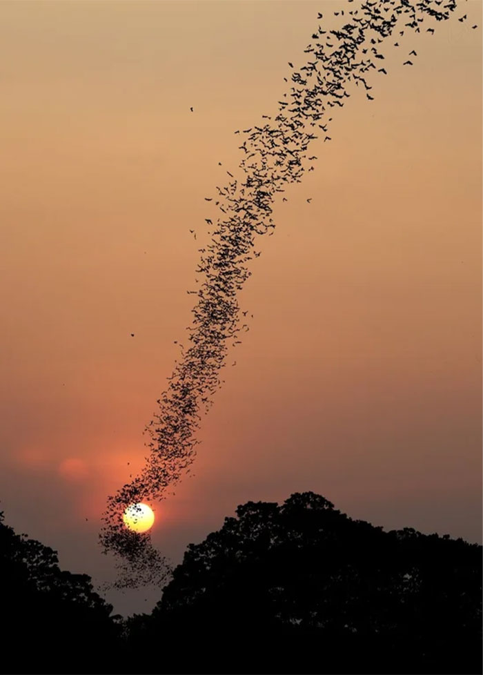 A one-in-a-million coincidence of birds flying in a pattern that aligns perfectly with the setting sun.