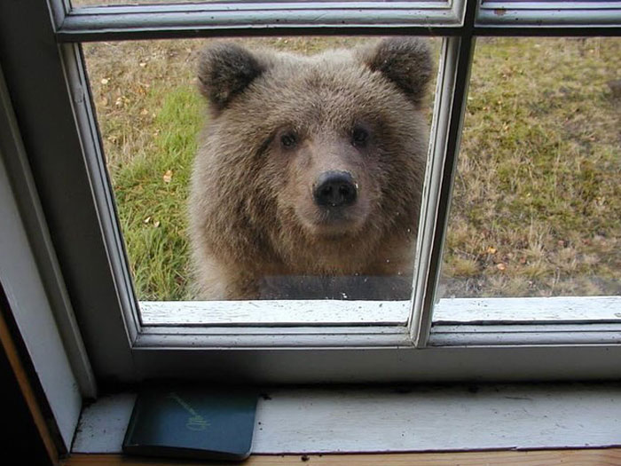 Brown bear peering through a window outside a house, capturing a rare moment for a girl with leukemia watching for bears. Brown bear peering through a window outside a house, capturing a rare moment for a girl with leukemia watching for bears.
