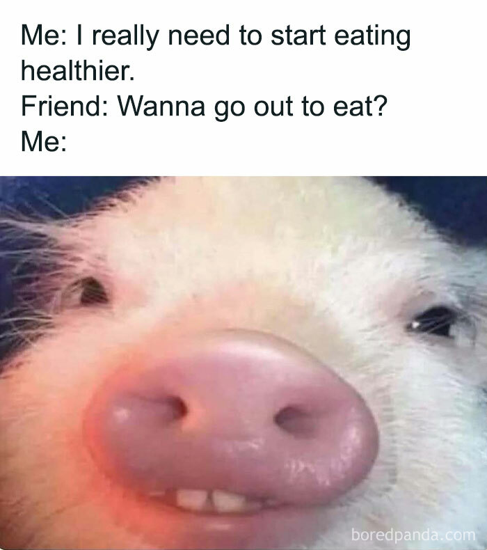 Close-up of a pig's face with text about struggling to eat healthier, capturing a relatable meme moment.