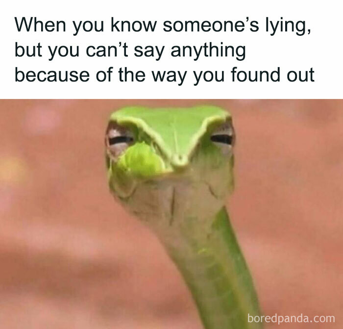 A skeptical snake offers a painfully relatable meme expression, eyes narrowed in suspicion.