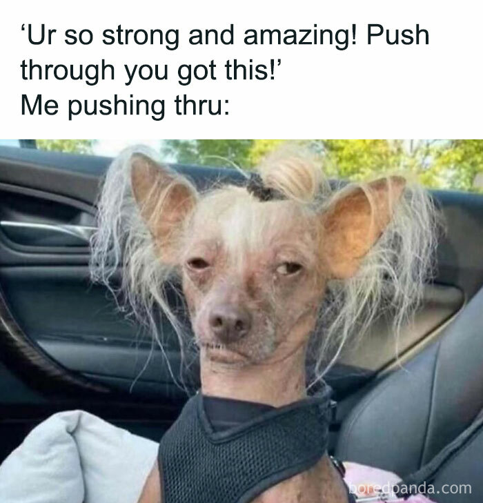 A dog with messy hair and an unamused expression, illustrating a painfully relatable meme moment.