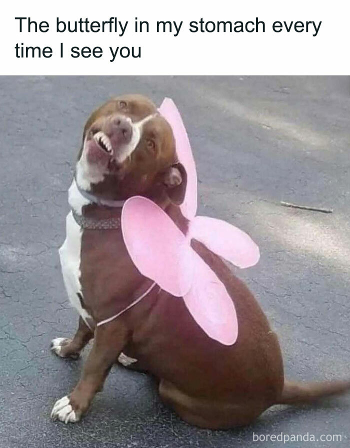 Dog wearing pink butterfly wings with a humorous expression, illustrating a painfully relatable meme.