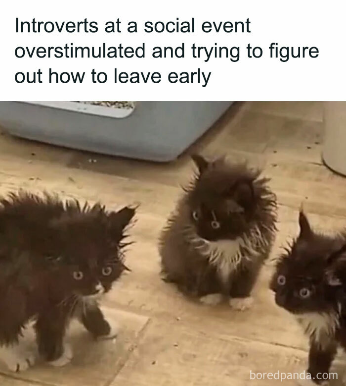 Fluffy kittens represent introverts feeling socially exhausted at an event.