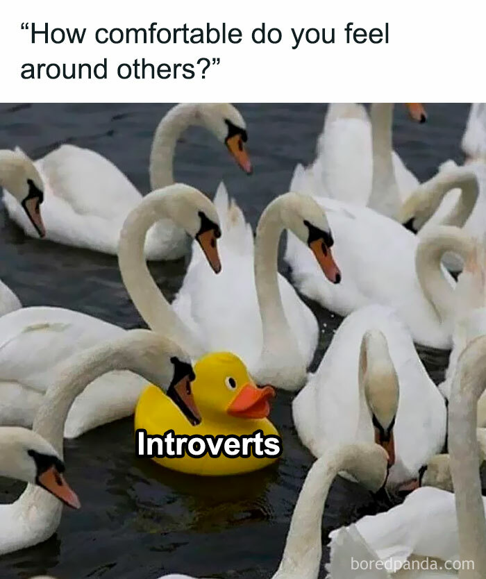 Rubber duck labeled "Introverts" among swans, humorously portraying introvert struggles.