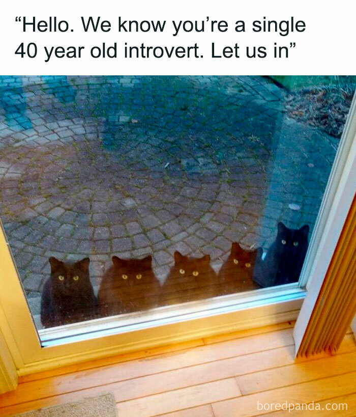 Five black cats outside a glass door with a caption humorously targeting introverts' social exhaustion.