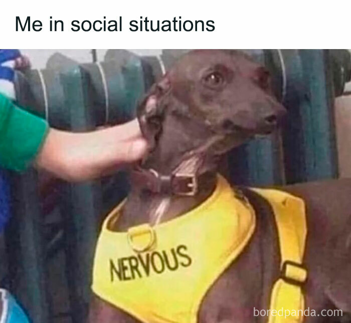 Nervous dog in a yellow vest, representing introverts' social struggles, captioned "Me in social situations."