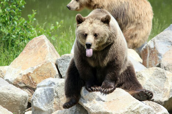 Bear sitting on rocks with tongue out; grasshopper history is surprising.