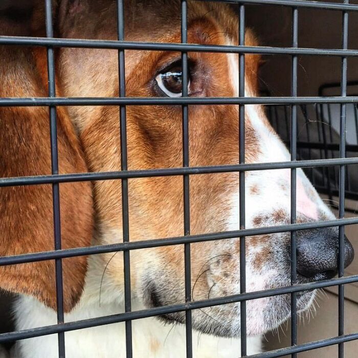 After A Year Of Cruelty As A Test Subject, This Dog Finally Knows What It Means to Be Loved