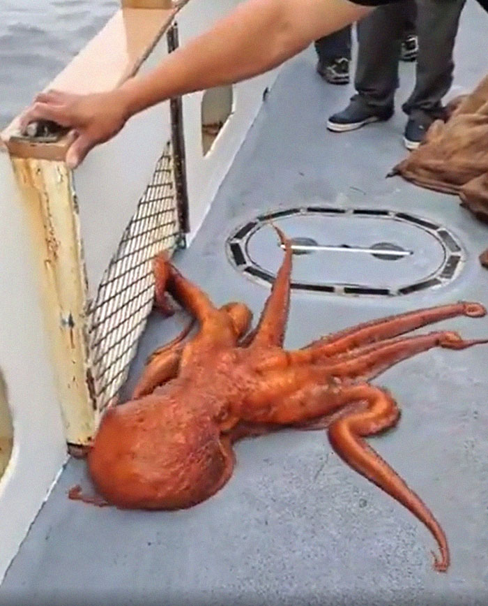 Octopus on a boat deck, tentacles stretched, highlighting a scary ocean encounter.