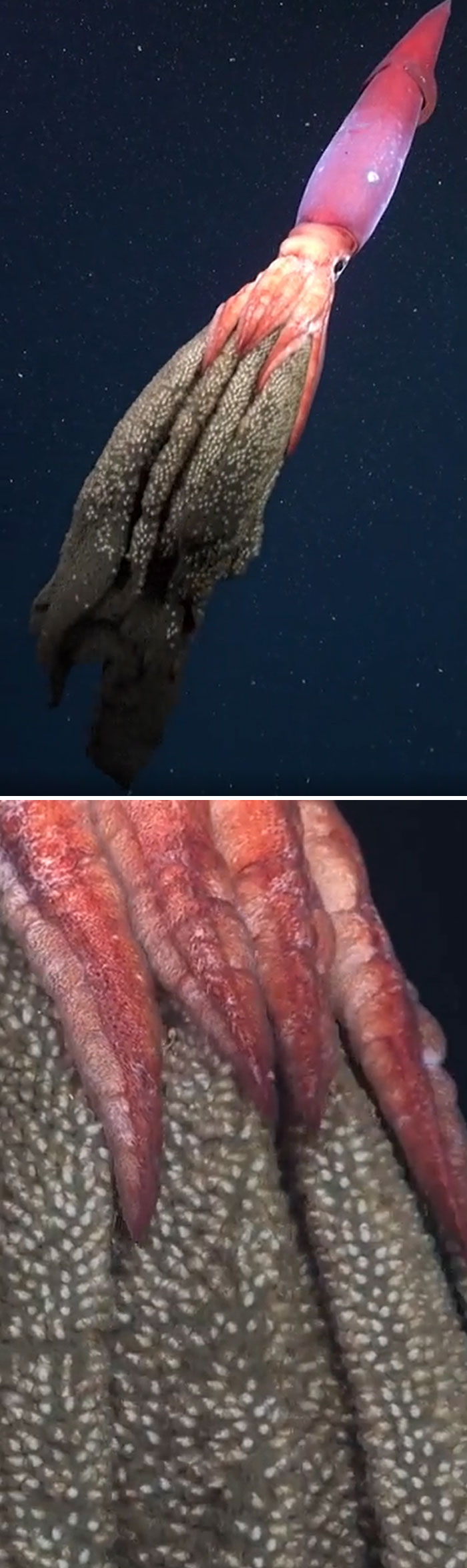 Deep-sea squid in ocean, showcasing its menacing tentacles against a dark backdrop.