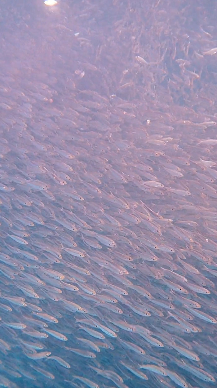 Dense school of fish swimming in the ocean depths, creating a mesmerizing and slightly eerie underwater scene.