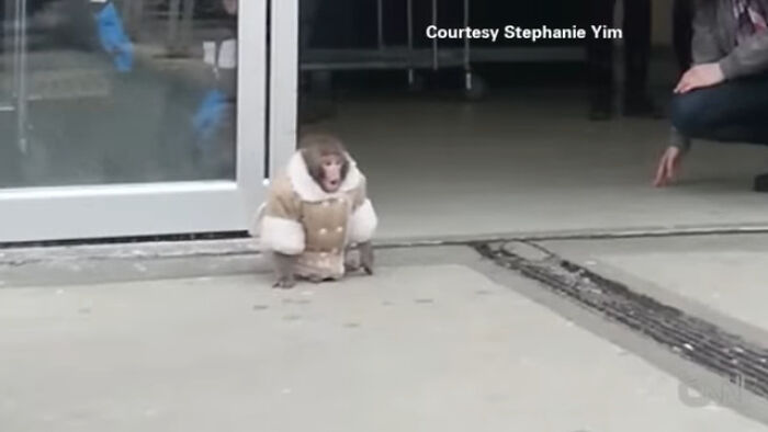 Monkey wearing a coat outside a building, part of wild animal chaos stories captured in an urban setting.