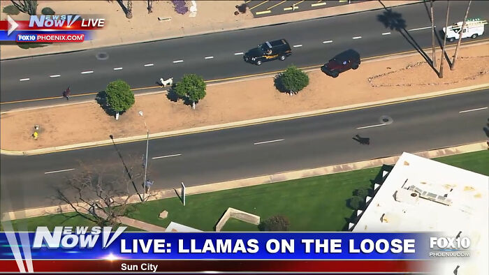 Aerial view of llamas running loose on a city street, illustrating wild animal chaos in an urban setting.