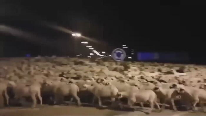 A large herd of sheep blocking a road at night, creating an animal chaos scene with streetlights in the background.