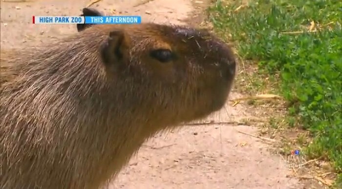 Close-up of a capybara at High Park Zoo showcasing an unusual moment in wild animal chaos stories.