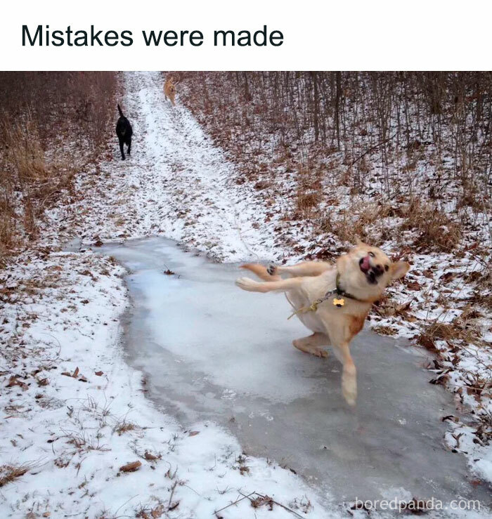 Dog slipping on icy path in winter forest, a funny dog meme to help you heal and brighten a miserable world.