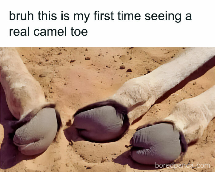 Camel hooves in the sand with humorous caption, illustrating funny and random shower thoughts shared on social media.