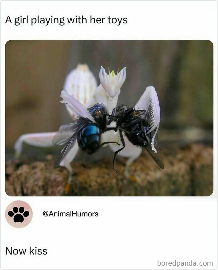 Praying mantis holding a fly, humorously captioned as a funny and random shower thought on an IG page.