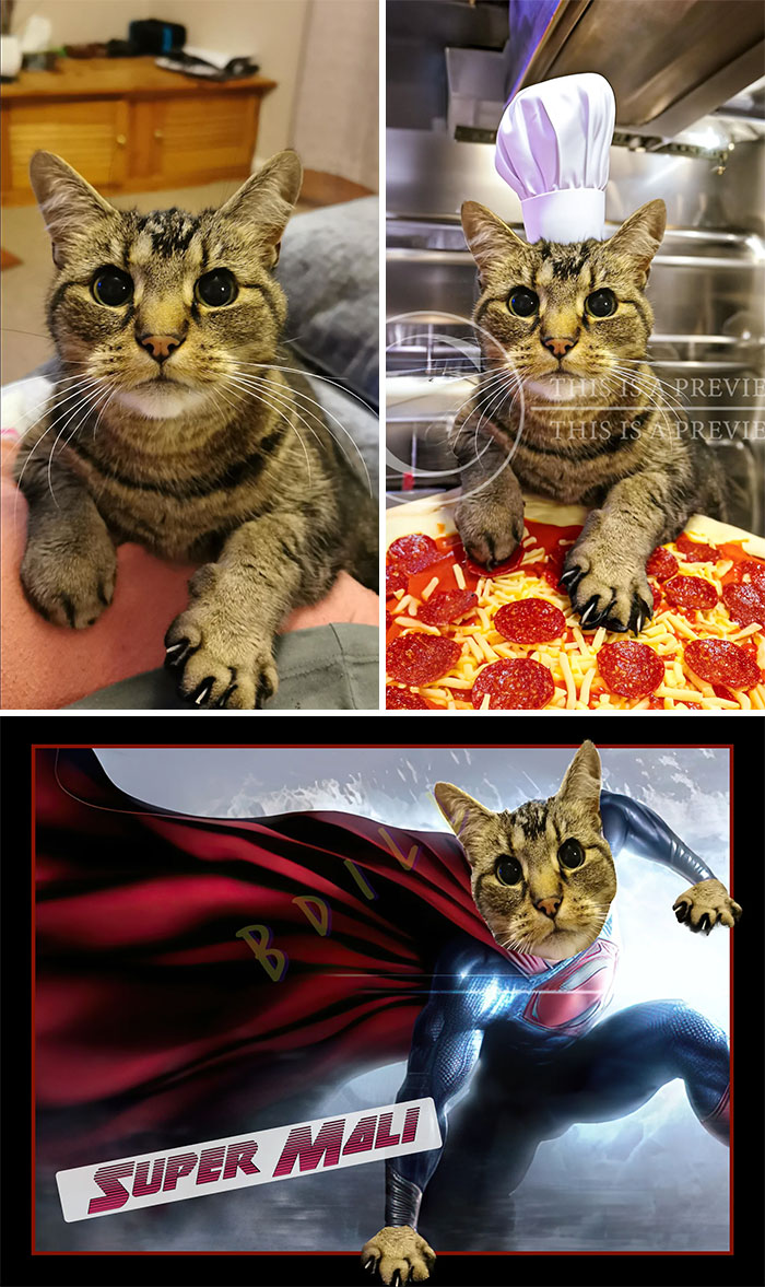 A cat humorously edited as a pizza chef and superhero, showcasing creative photo edits.