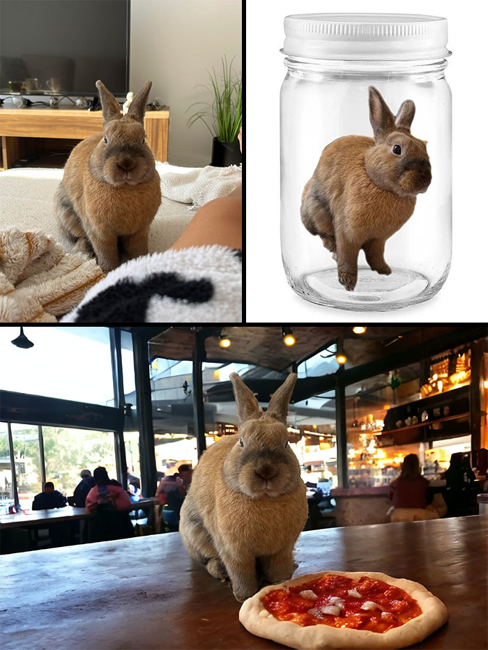 Rabbit in fun photo edits: one on a couch, one in a jar, and one in a café with a pizza.
