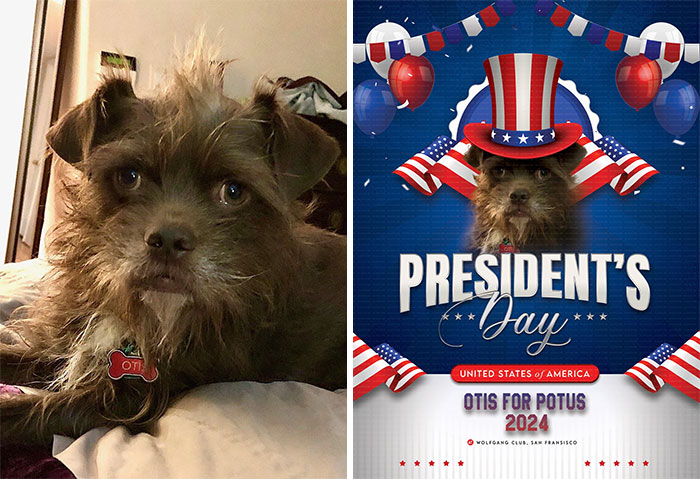 Dog named Otis humorously edited as a presidential candidate with patriotic decorations.